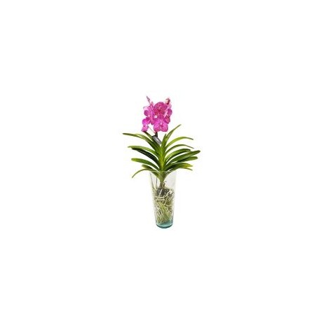 Orquídea Vanda Con Florero 7.4¿¿