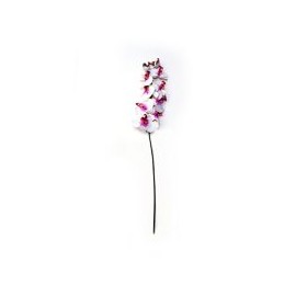 Orquídea Phanealopsis crema morado