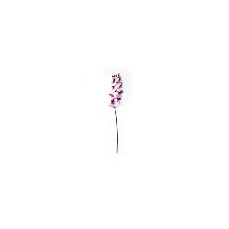 Orquídea Phanealopsis crema morado
