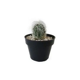 Plantas cactus viejito