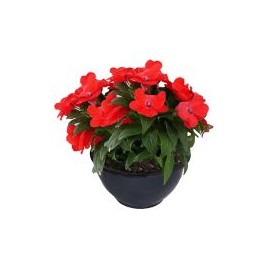 Planta belén Nueva Guinea rojo colgante