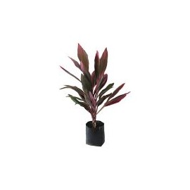 Planta drácena roja