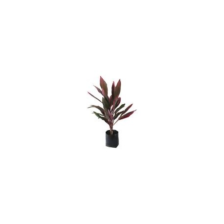 Planta drácena roja