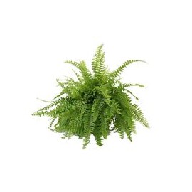 Planta helecho Bostón