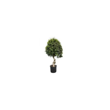 Planta ficus tornillo