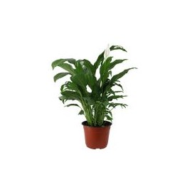 Planta cuna de Moisés