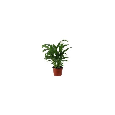 Planta cuna de Moisés