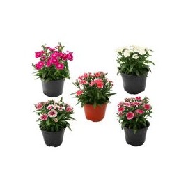Planta clavellina