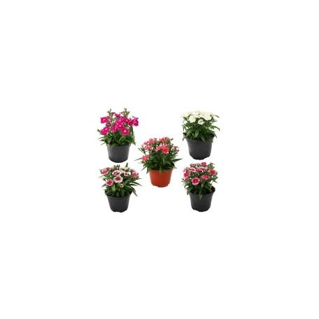 Planta clavellina