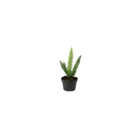 Planta esparrago cola de zorro