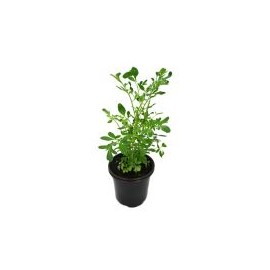 Planta ruda