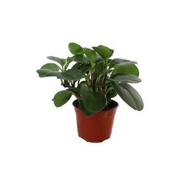 Planta peperomia verde