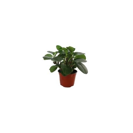 Planta peperomia verde