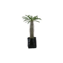 Planta pachipodium