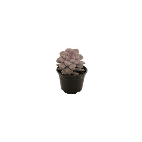 Planta crasulácea pentandrum