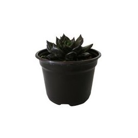 Planta crasulácea black prince