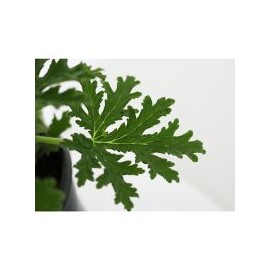 Planta citronela