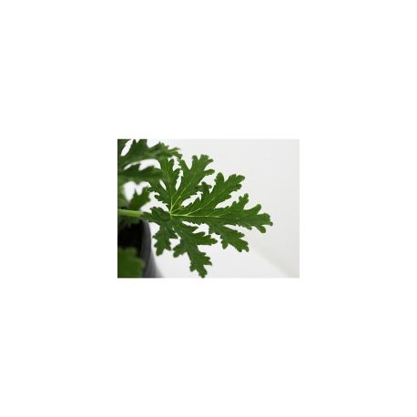Planta citronela