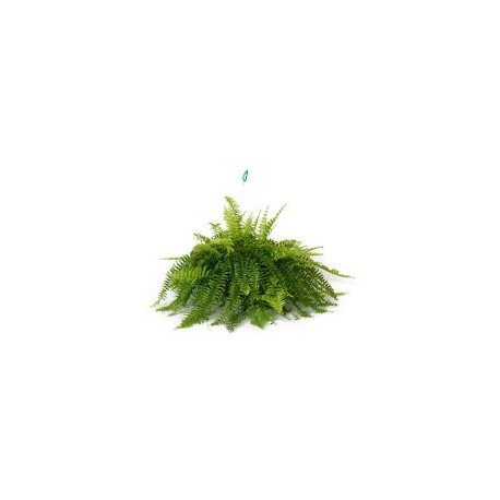 Planta helecho Bostón