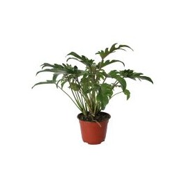 Planta philodendron xanadu