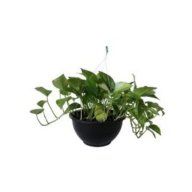 Planta teléfono colgante