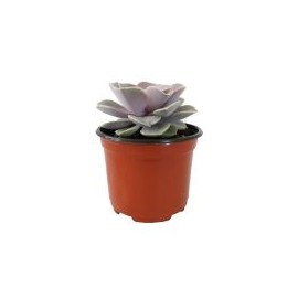 Planta echeveria paraguayense