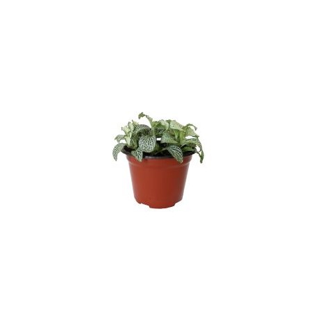 Planta fitonia colores m5"