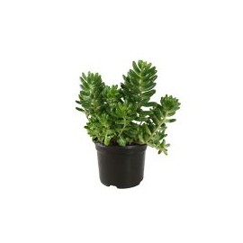 Planta crasulácea grey red