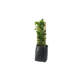 Planta moneda verde con tutor