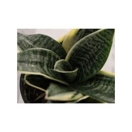 Planta sansevieria hahnii