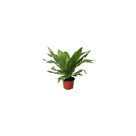 Planta helecho nido de ave
