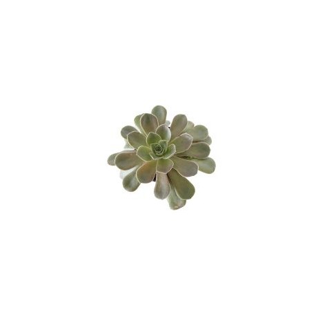Planta crasulácea perle von