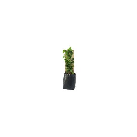 Planta moneda verde con tutor