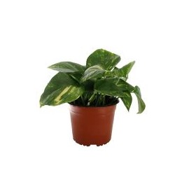 Planta teléfono