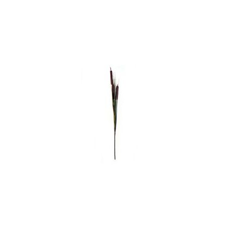 Typha color Café