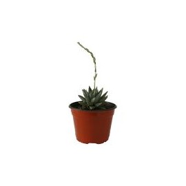 Planta purpusorum