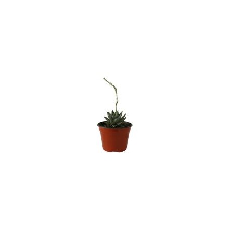 Planta purpusorum