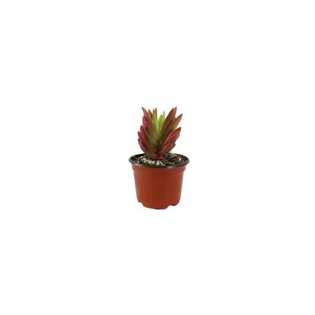 Planta echeveria can fire