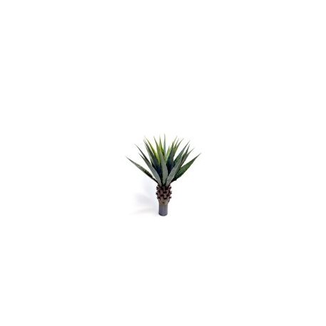 Planta de Agave