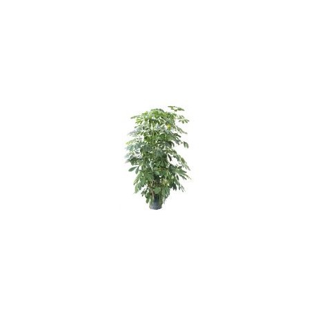 Planta aralea scheflera