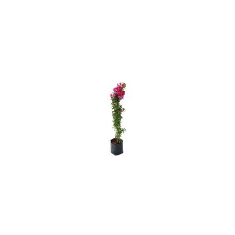 Planta bugambilia vara b20