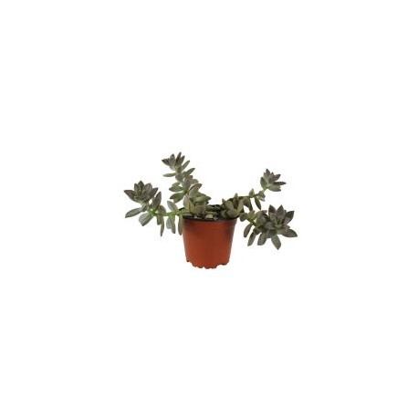 Planta Echeveria darley