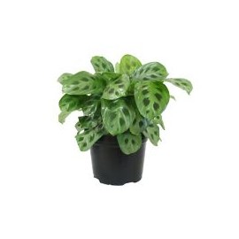 Planta sapito