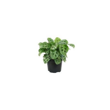 Planta sapito