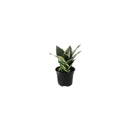 Planta sansevieria