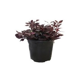 Planta alternanthera red