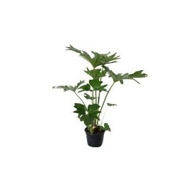 Planta philodendron sellum