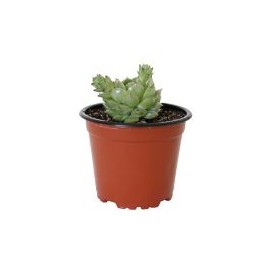 Planta crasulácea mini