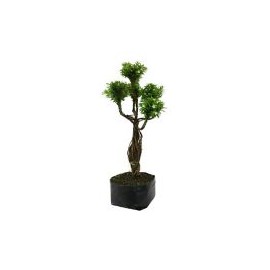 Planta trueno transformer