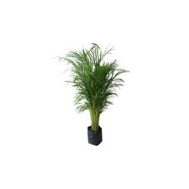 Planta palma areka